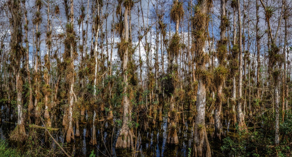 big cypress forest