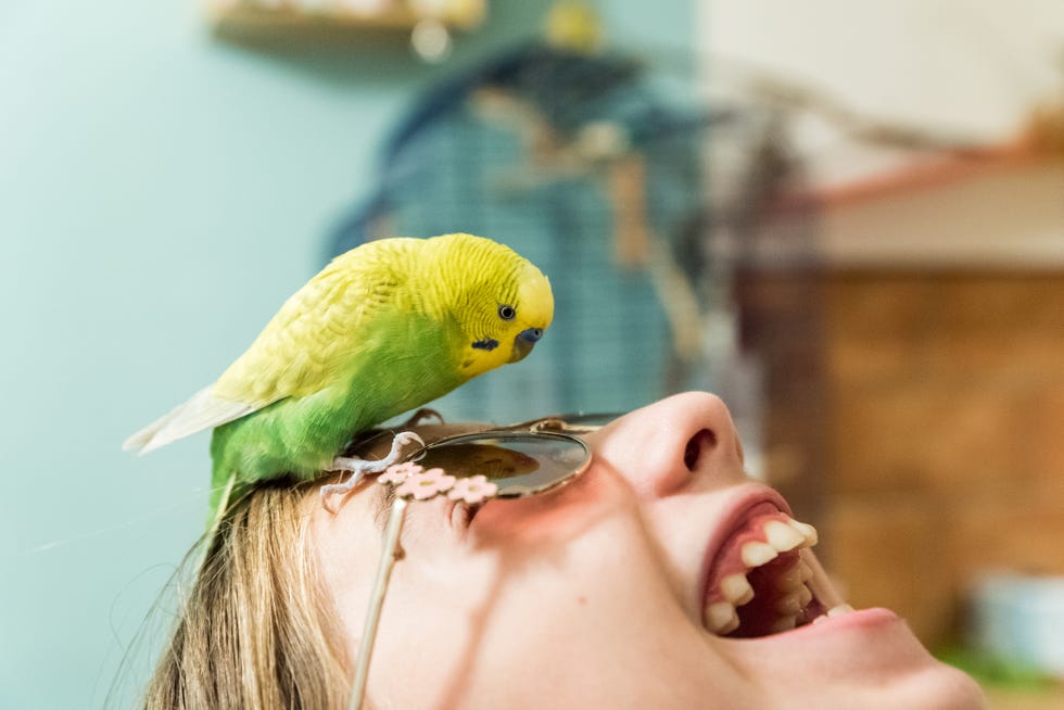 yellow and green budgerigar playing on girls face