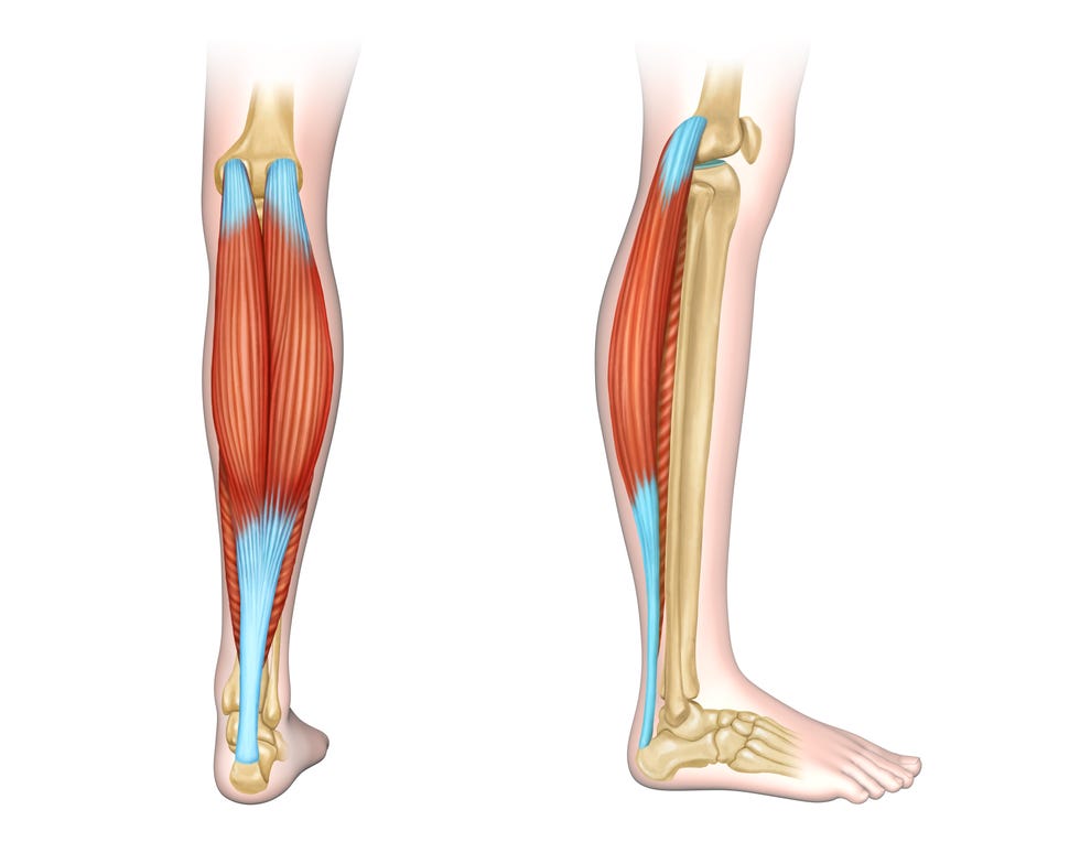 calf muscles diagram