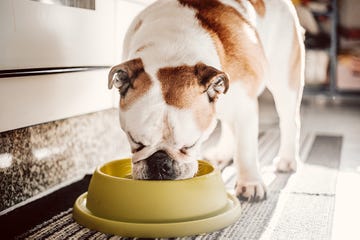 bulldog eating from a yellow bowl