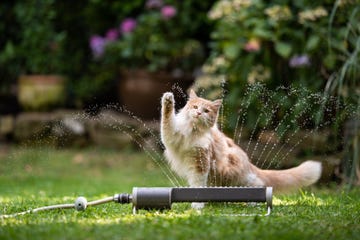 long haired cat in front of a garden lawn sprinkler