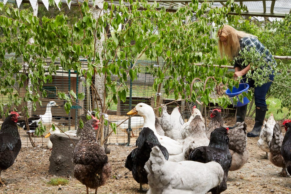 lisa steele feeding her chickens and ducks in a run