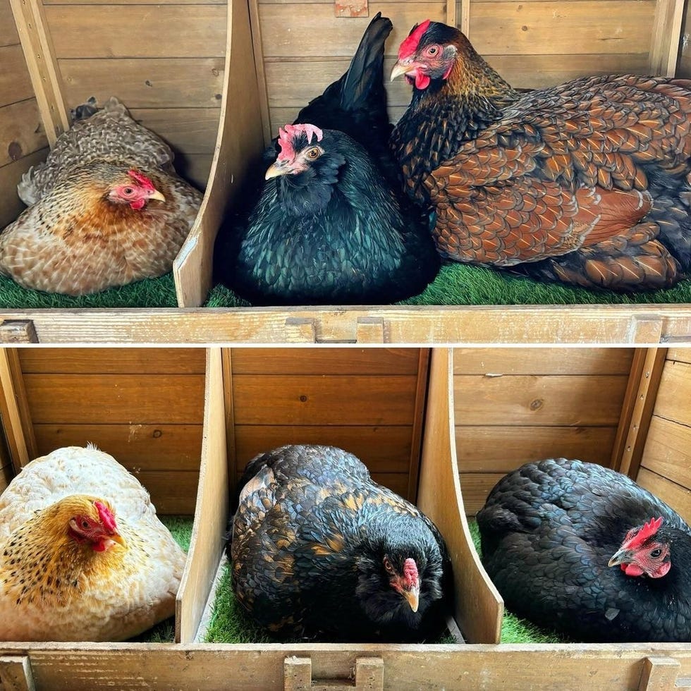 six chickens in divided natural wood nesting boxes lined with green astroturf