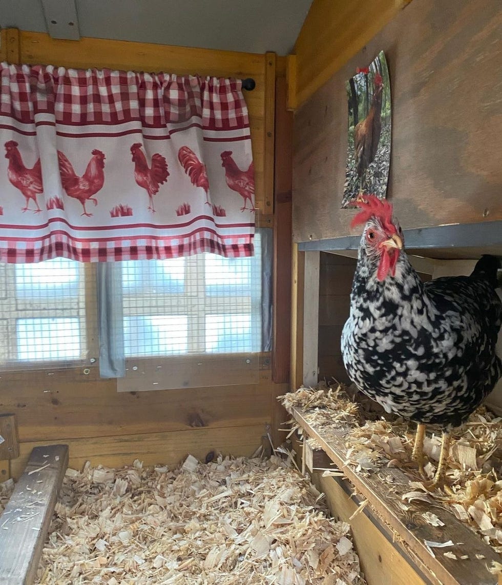 rooster in coop with cute red and white rooster themed cafe curtains