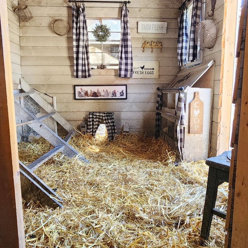 lisa steele's chicken coop interior with hay, ladder roost, shiplap, black and white buffalo check curtains, antiques