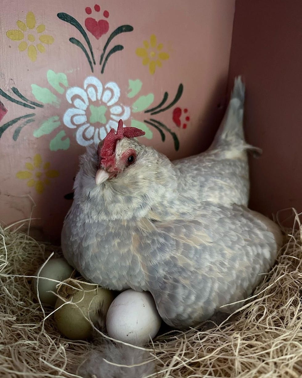 hen sitting on eggs in nesting box, stencil floral design painted on interior of nesting box