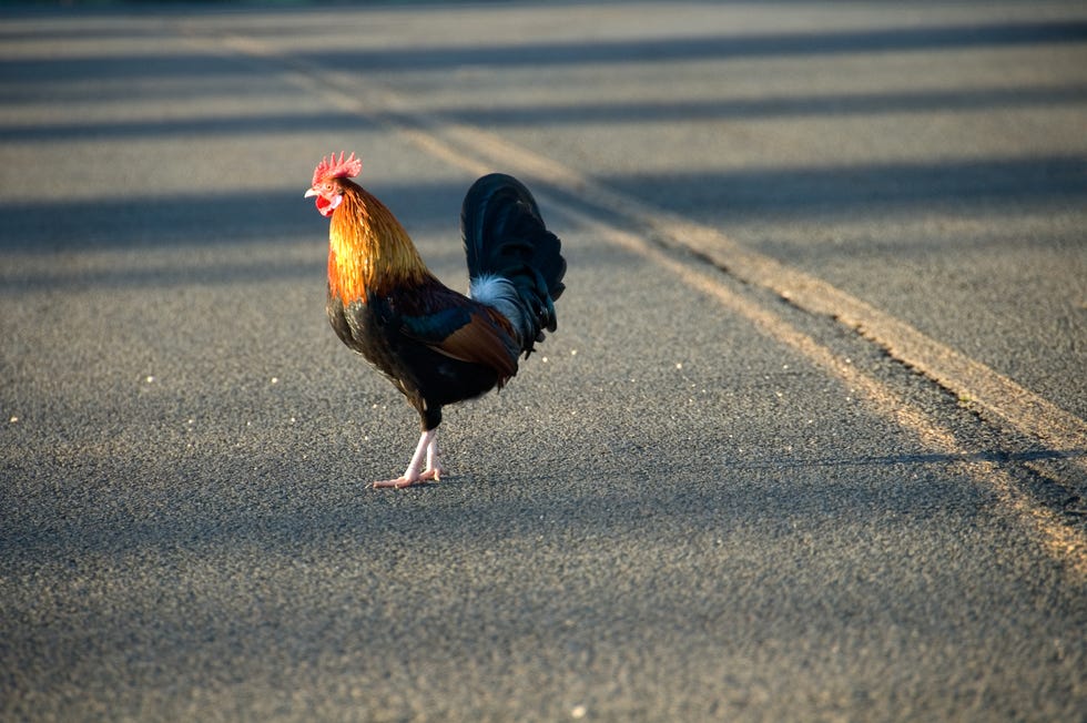 chicken crossing the road funny joke