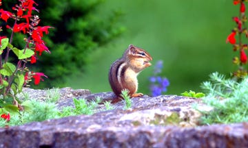 chipmunk eating on a stone wall in a colorful garden