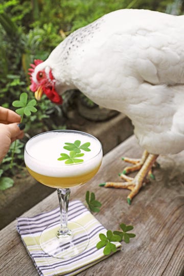 clover whiskey sour recipe