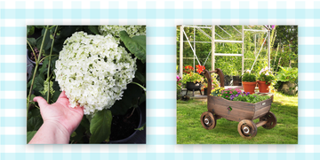 hydrangea shrub and flower cart