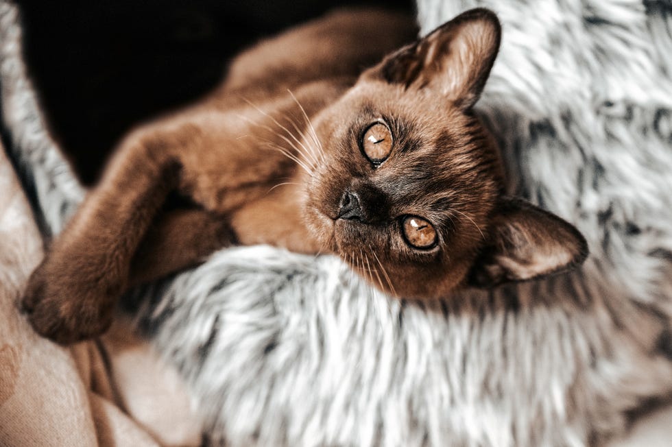 cute brown burmese kitten looking at camera