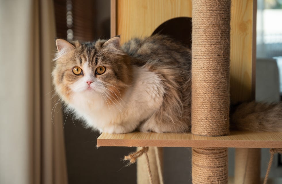 cute persian cat resting on a wooden cat tree a cat tree is an artificial structure for a cat to play