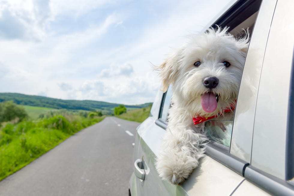 Dog, Mammal, Canidae, Dog breed, Maltese, West highland white terrier, Carnivore, Terrier, Companion dog, Havanese, 