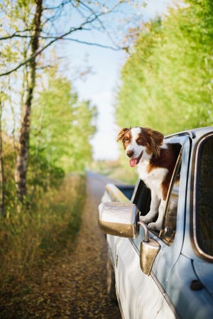 dog sticking his head out of a pickup truck who could have a cute country inspired boy dog name like ranger