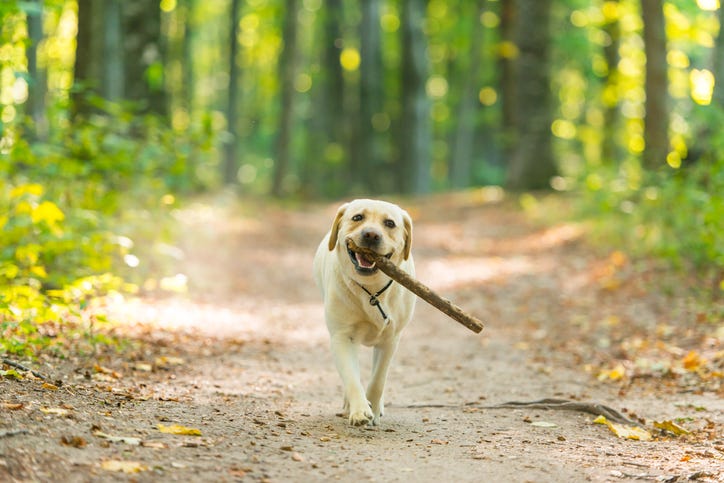 closeup image of a yeallow labrador retriever dog carrying a stick in forest