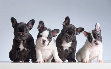 four baby french bulldogs two are gray with a white patch on their chests, two are white with gray on their heads, they are tilting their heads