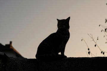 domestic cat sitting on a wall at sunset