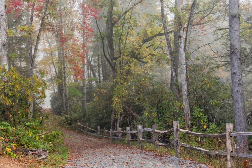 Footpath to Hooker Falls and autumn colors in fog, Dupont State Forest, near Brevard, North Carolina, USA