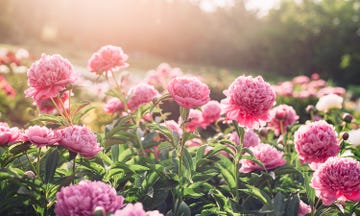 flowers that smell good in a group of pink peony flowers in the summer garden in sunny day