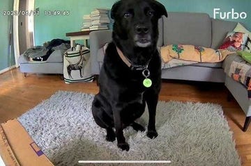 author's dog smith, a solid black pup, sitting on a rug in image from furbo 360 pet camera