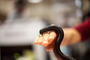 giant african black millipede