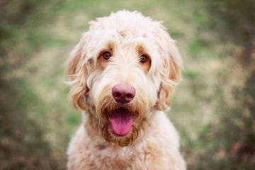 up close shot of a shaggy goldendoodle with light colored hair smiling