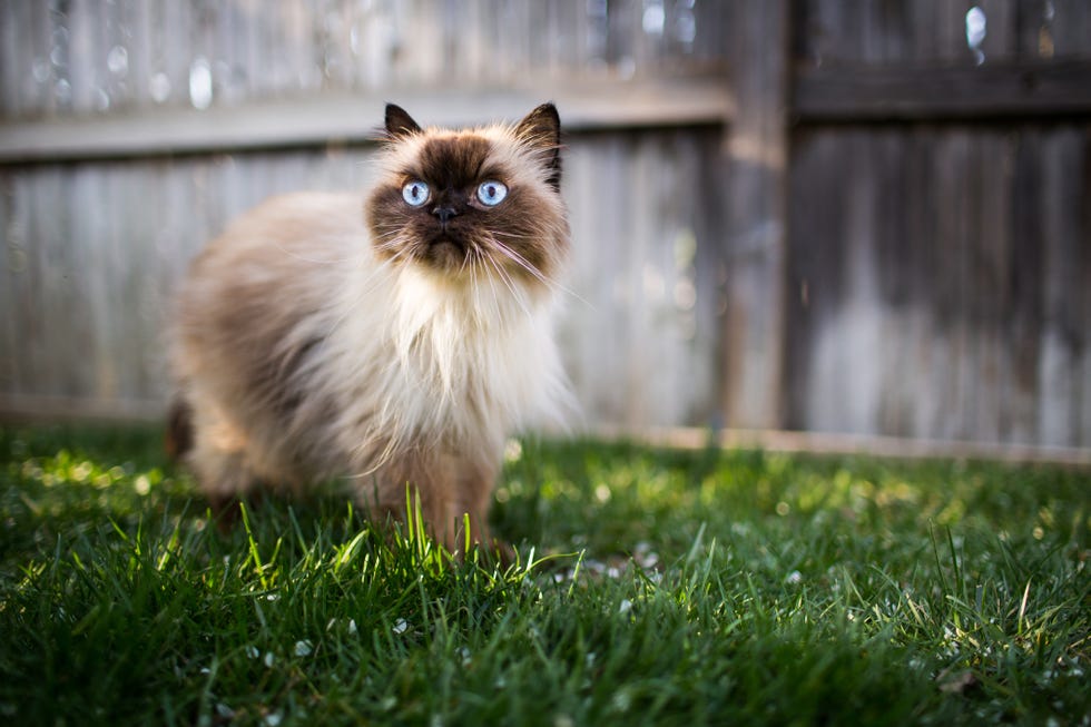 most affectionate cat breeds with a himalayan cat outdoors