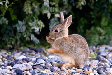 how to keep rabbits out of garden