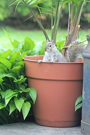 how to keep squirrels out of garden