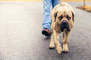 a person walking an english mastiff dog outdoors only persons legs are visible dog is walking on asphalt toward the camera