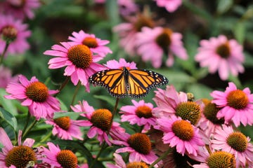 monarch butterfly in a field of purple coneflowers in flowers that attract bees