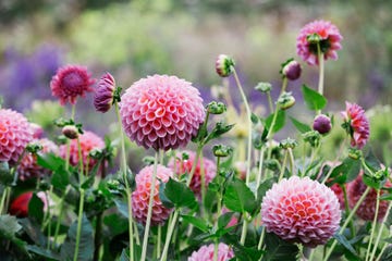 nursery bed with pink flowers globe dahlias