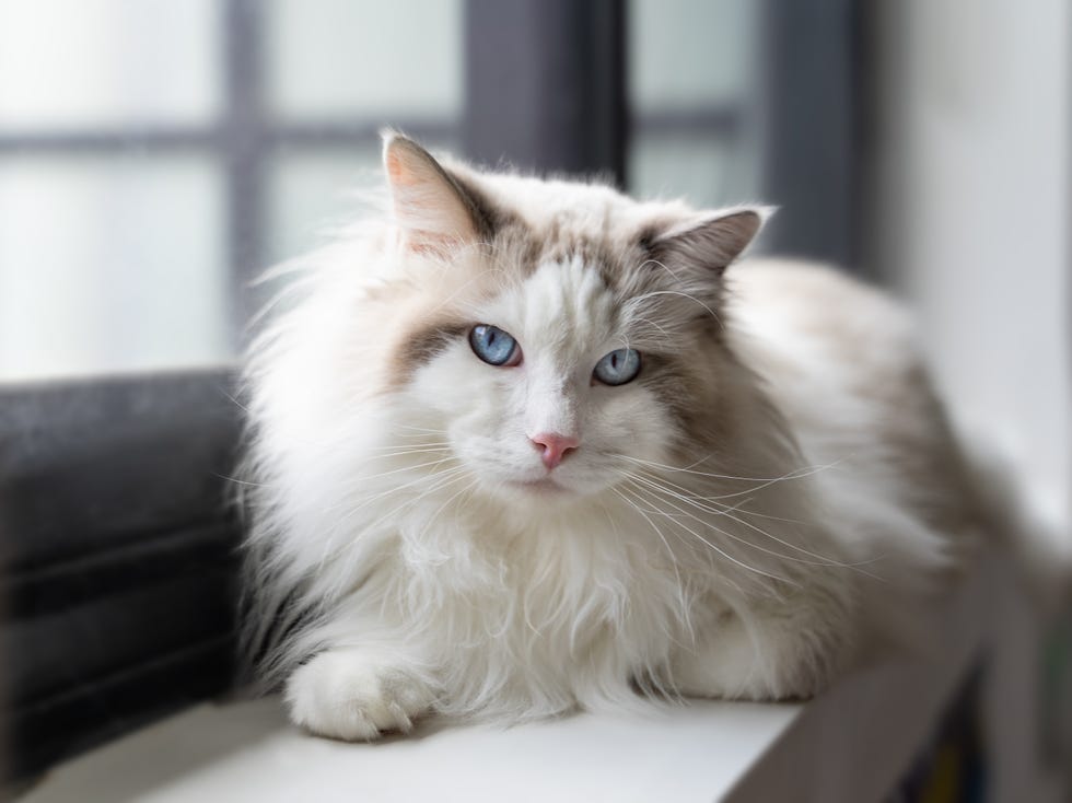 ragdoll cat sitting on a window