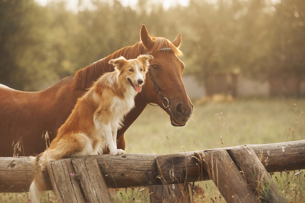 red border collie dog and horse together at sunset in summer