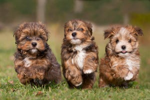 3 running havanese puppys in a row