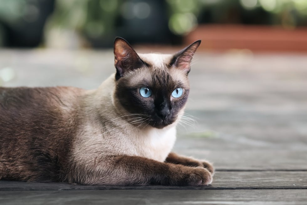 siamese cat with blue eyes sitting on wooden table with black background blue diamond cat sitting in the studiothai cat looking something