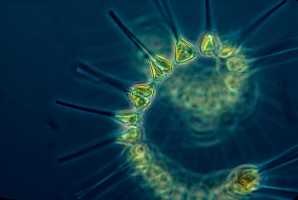 small but mighty phytoplankton are the laborers of the ocean, they serve as the base of the food web