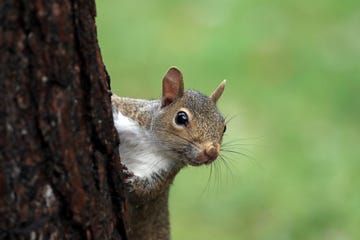 squirrel climbing up a tree trunk looking at camera against green background