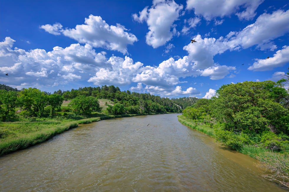 swallows flying over the niobrara river near the niobrara national wildlife refuge, valentine, nebraska