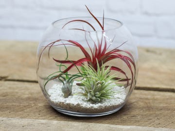 terrarium