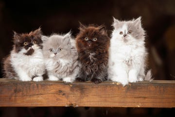 four british longhair kittens sitting on wooden beam, two are gray and white, one is brown and white and one is brown