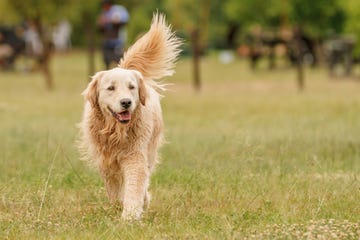 walking golden retriever