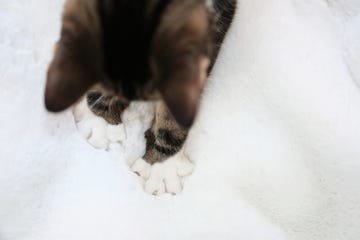 tabby cat kneading white paws on white blanket view from above