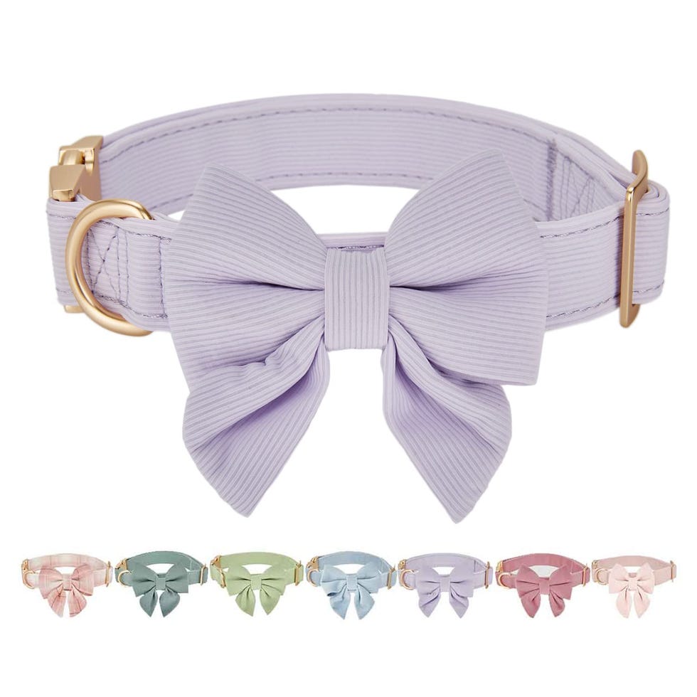 Elegant Wedding Dog Collar