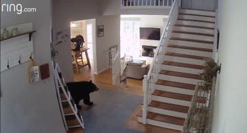 ring camera captures bear walking through living room