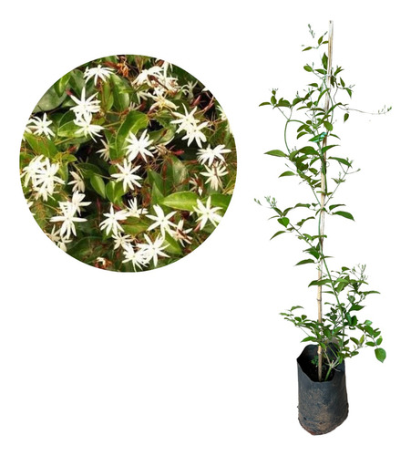 Muda De Jasmim Estrela - Jasminum Nitidum