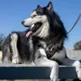 Tercera imagen para búsqueda de cadenas para perros