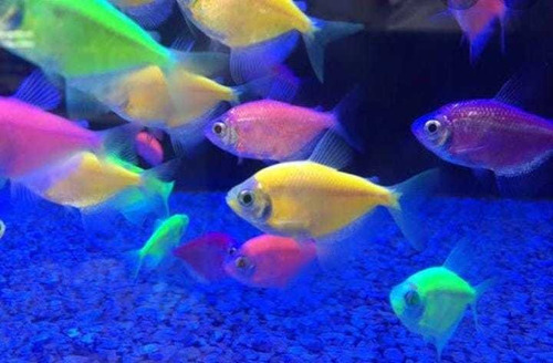 Peixe Tetra Glofish Florescente Néon Pacote Com 10 Unidade 