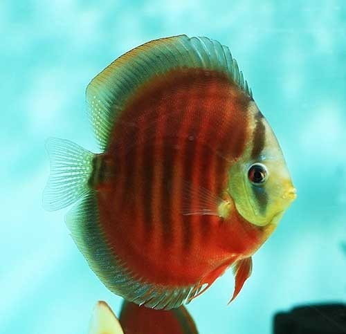 Peixe Acará Disco Red Rose Med 6 A 7 Cm