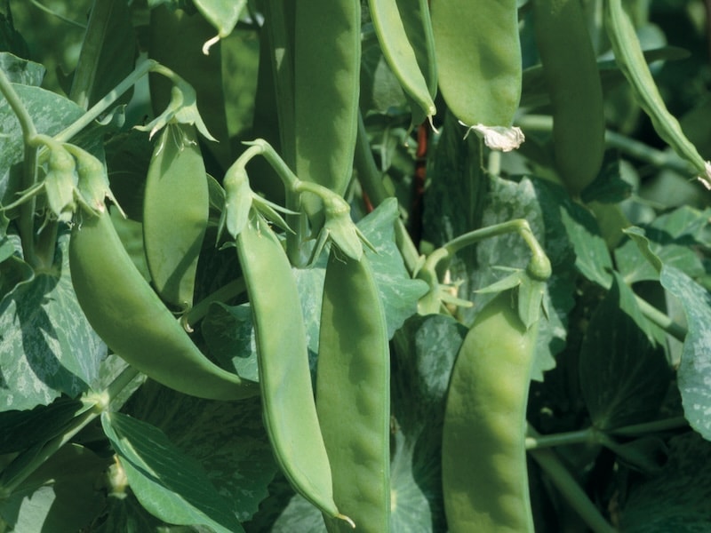 Closeup of fleshy podded peas